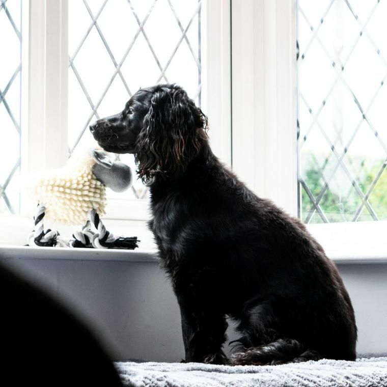 犬が尿漏れ 失禁した場合に考えられる原因や対処法を獣医師が解説 ペトコト