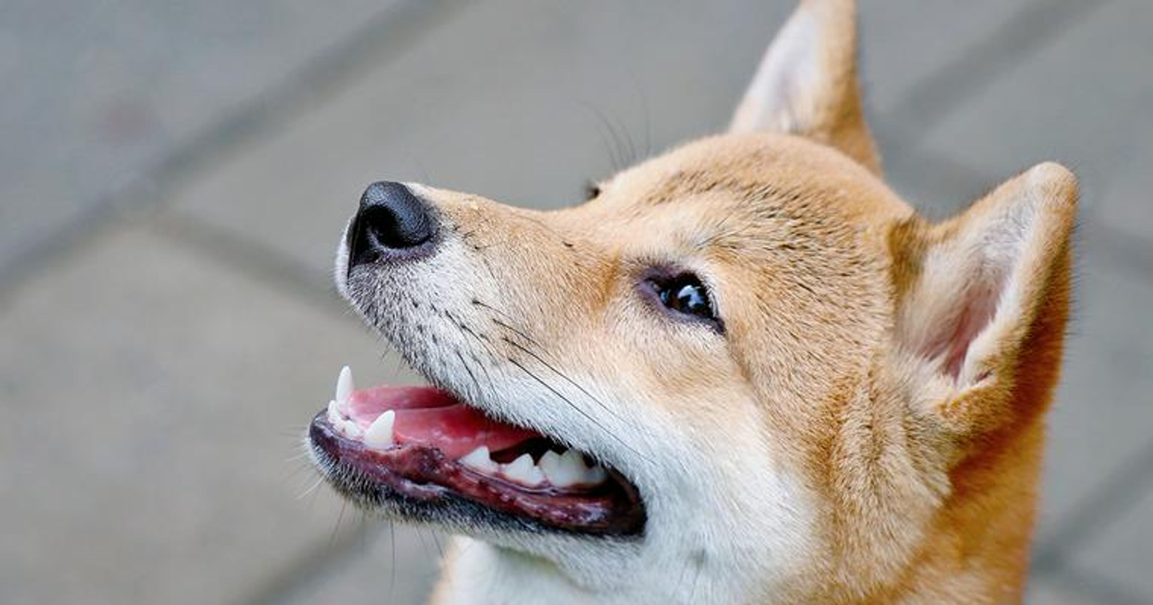 【トレーナー・獣医師監修】柴犬ってどんな犬？性格・特徴・育て方・迎え方