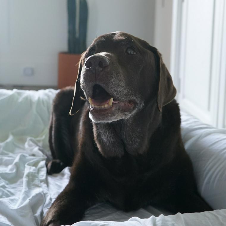 犬が夜鳴きする理由とは 子犬 成犬 老犬の年齢層別の対策について解説 ペトコト