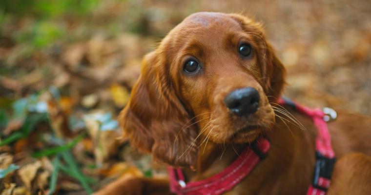 【トレーナー・獣医師監修】セッター犬ってどんな種類？性格・特徴・育て方・迎え方