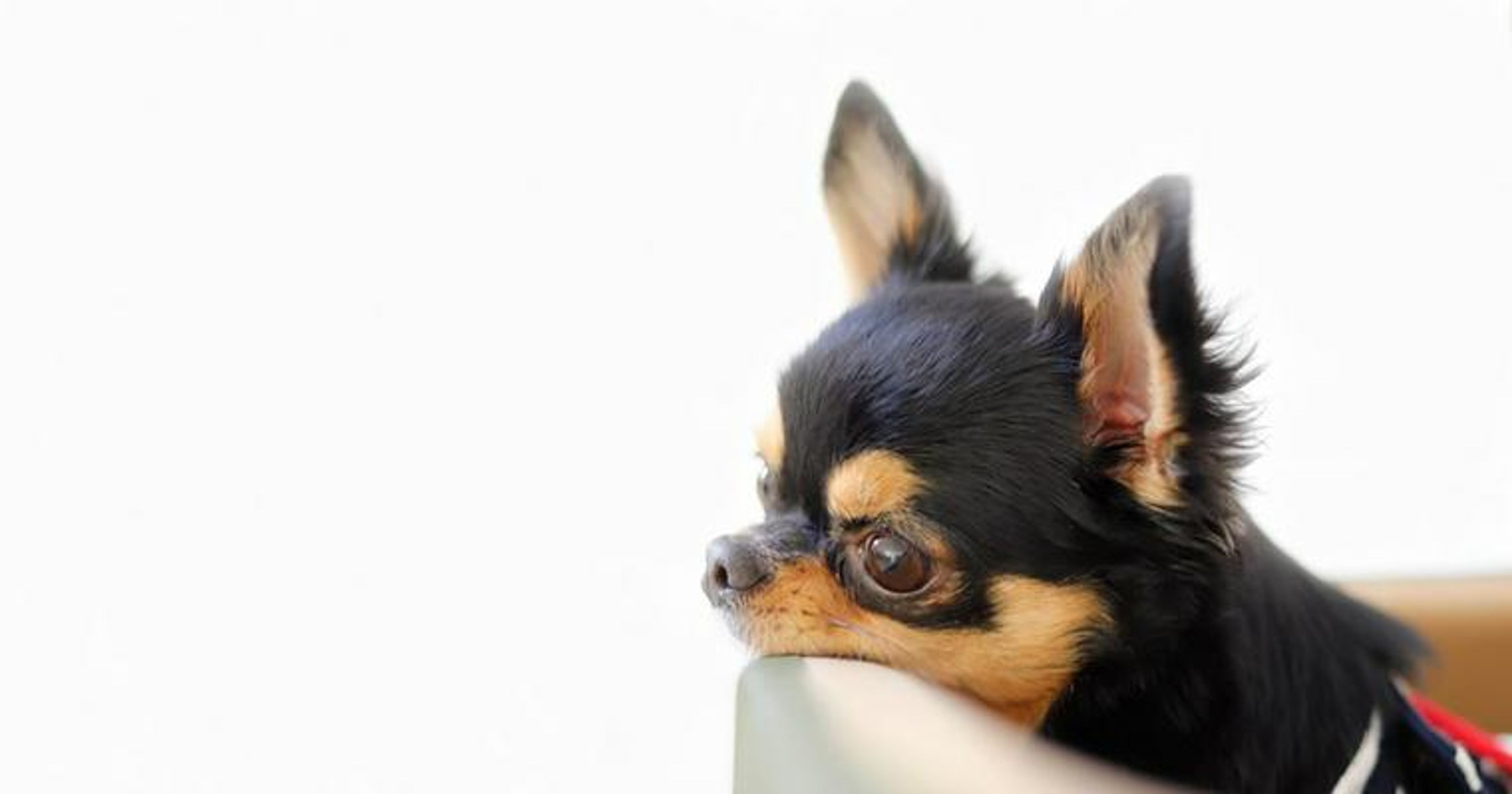 【トレーナー・獣医師監修】チワワってどんな犬？性格・特徴・育て方・迎え方