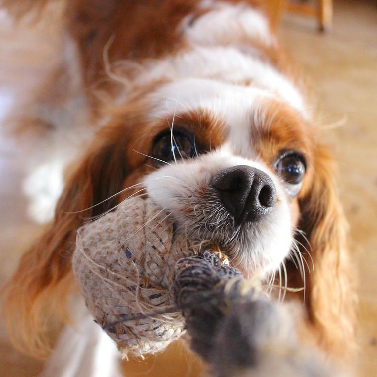 キャバリアってどんな犬 性格や毛色 かかりやすい病気など解説 ペトこと