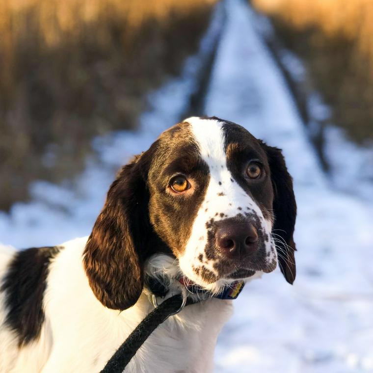 犬