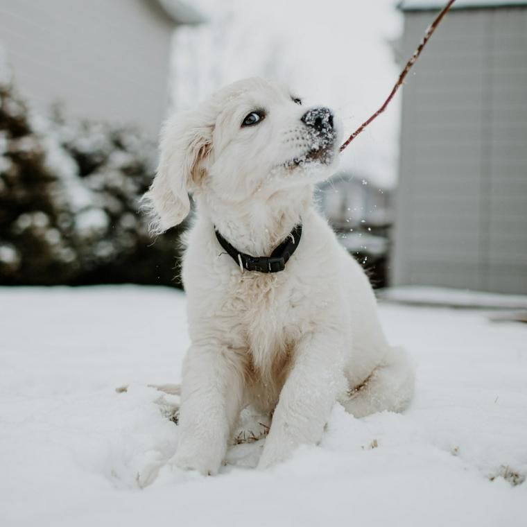白い犬