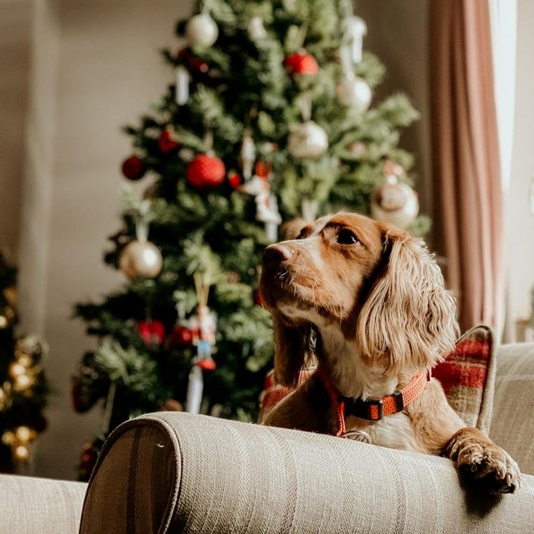 愛犬とのクリスマス 犬用ケーキやプレゼントで思い出に残る記念日を ペトコト
