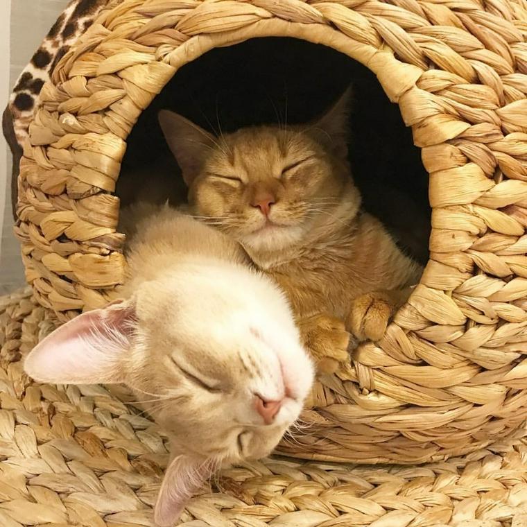 猫ちぐらに入っている猫