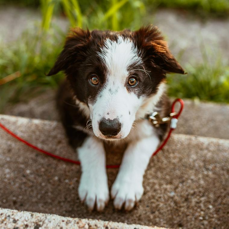 子犬