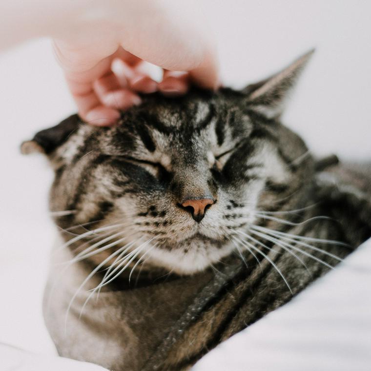 撫でられる猫