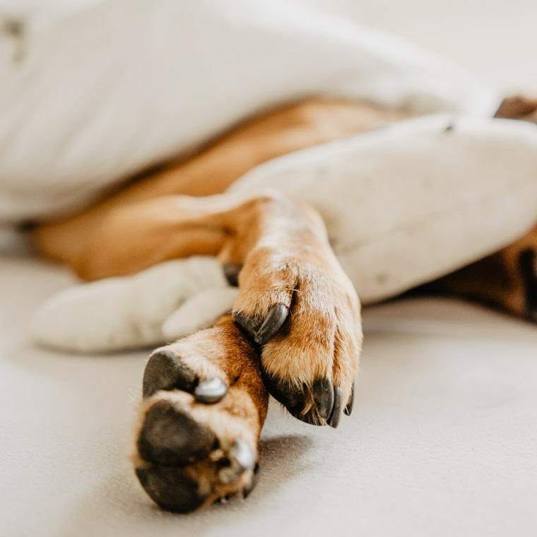 ベッドで眠る犬