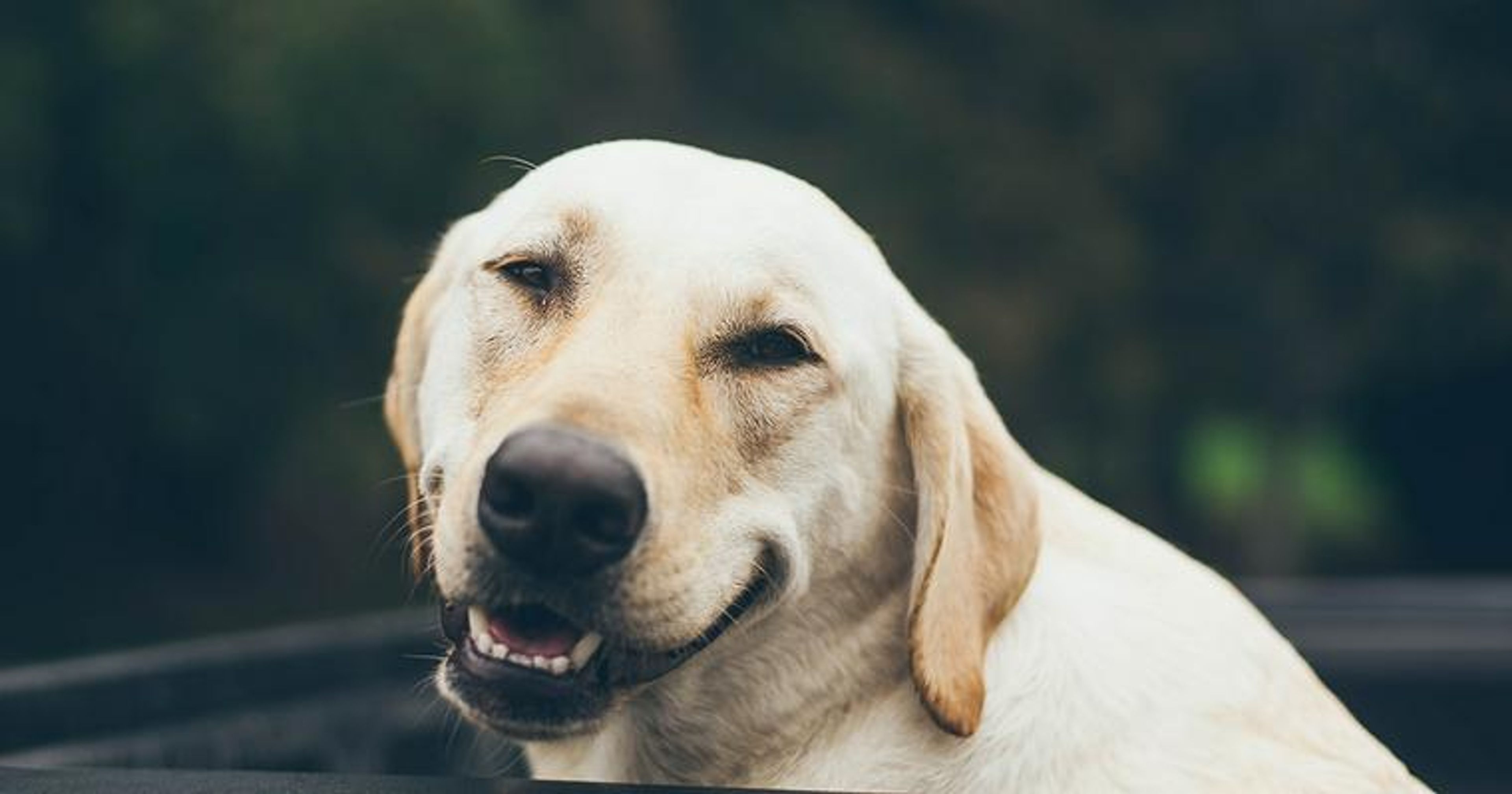 【ドッグトレーナー監修】ラブラドールレトリバーの特徴・性格は？寿命や体重、里親からの迎え方など