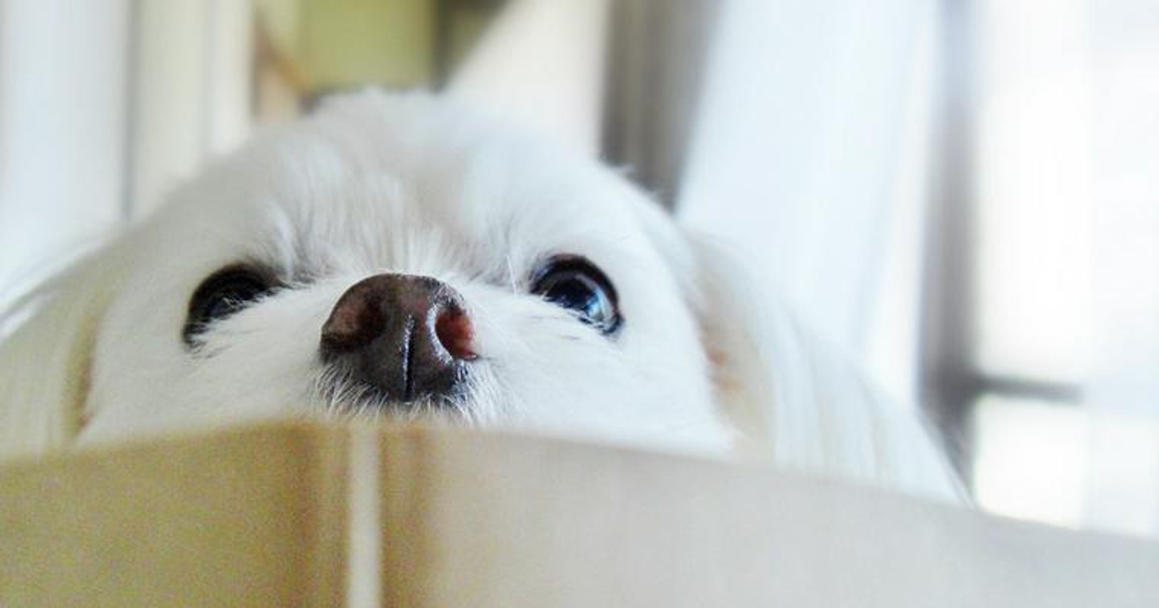 【トレーナー・獣医師監修】マルチーズってどんな犬？性格・特徴・育て方・迎え方