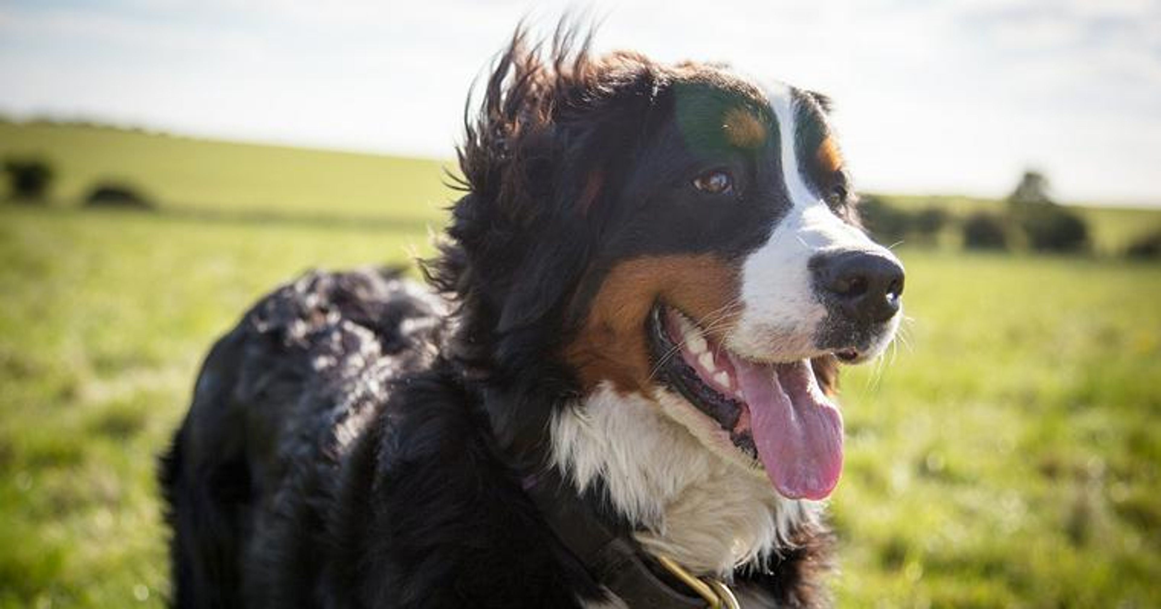 【トレーナー・獣医師監修】バーニーズマウンテンドッグってどんな犬？性格・特徴・育て方・迎え方