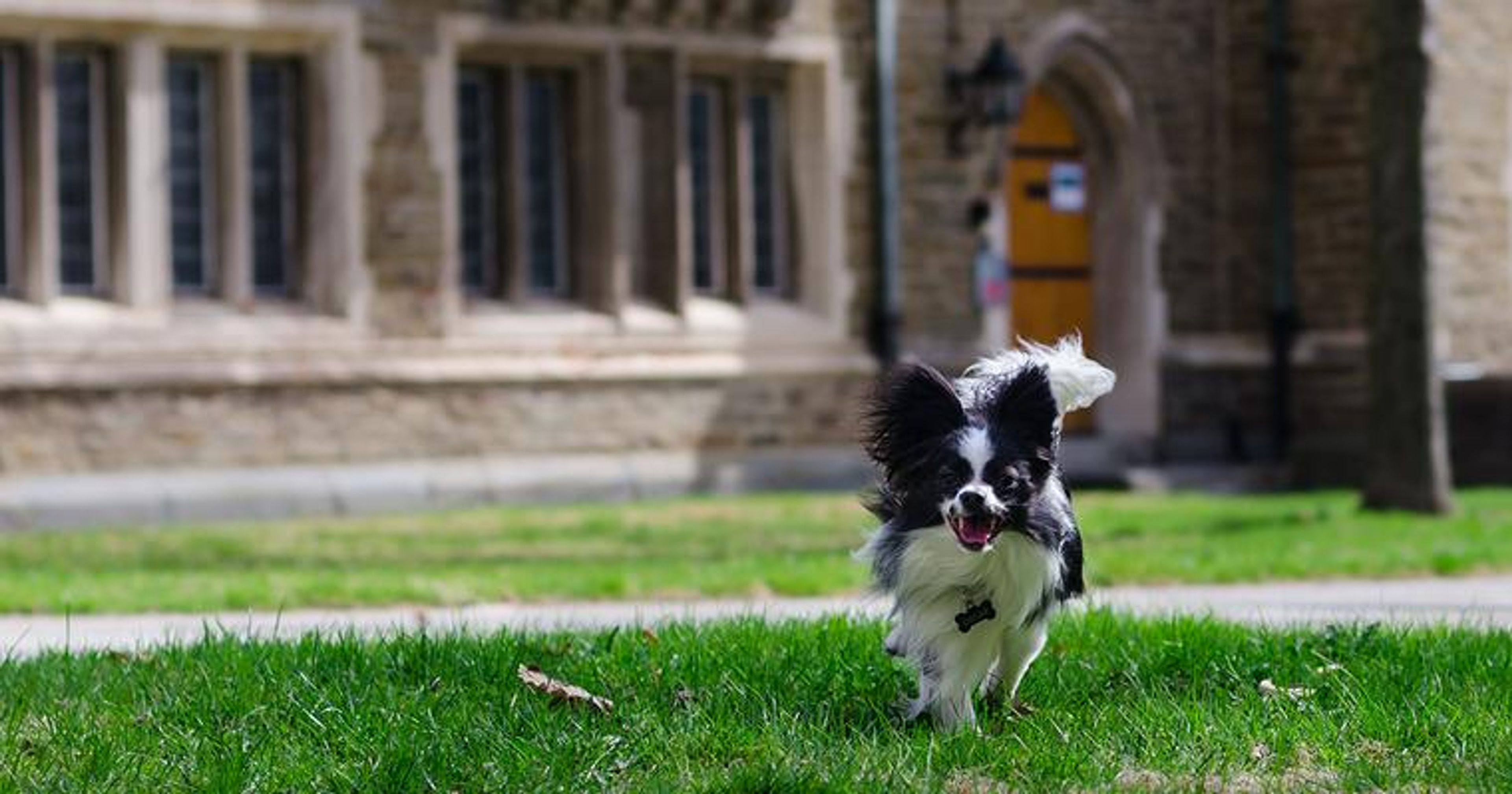 【トレーナー・獣医師監修】パピヨンってどんな犬？性格・特徴・育て方・迎え方