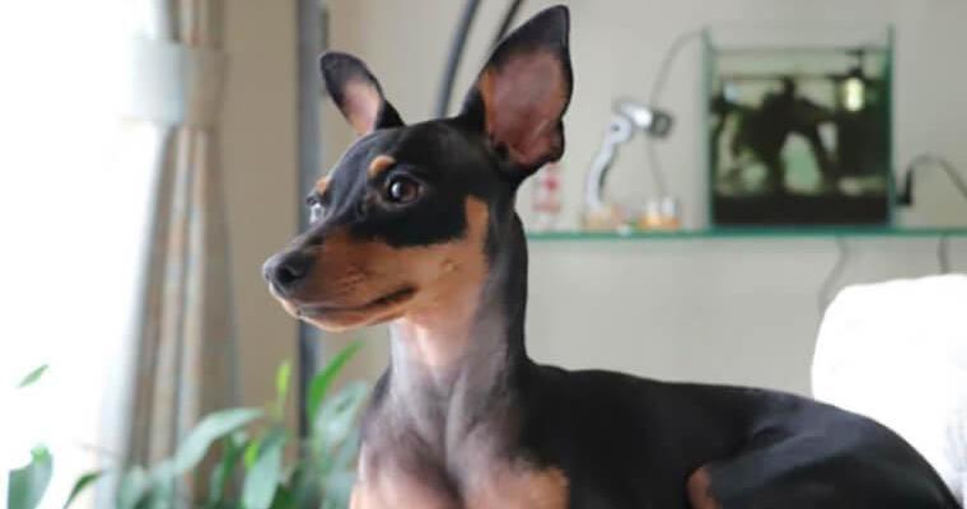 【トレーナー・獣医師監修】ミニチュアピンシャーってどんな犬？性格・特徴・育て方・迎え方