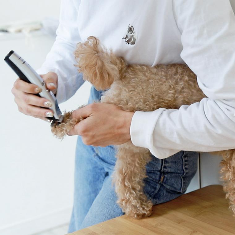 犬の足裏の毛をバリカンで整えているところ