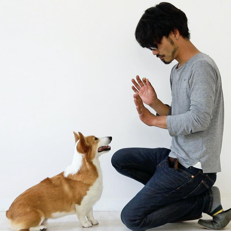 犬に待てを教える方法をトレーナーが動画で解説 いつから教えるべきか 教える意味も紹介 ペトコト