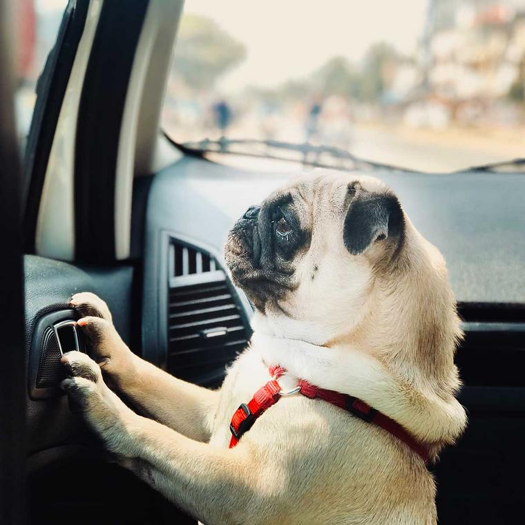 車に乗っている犬