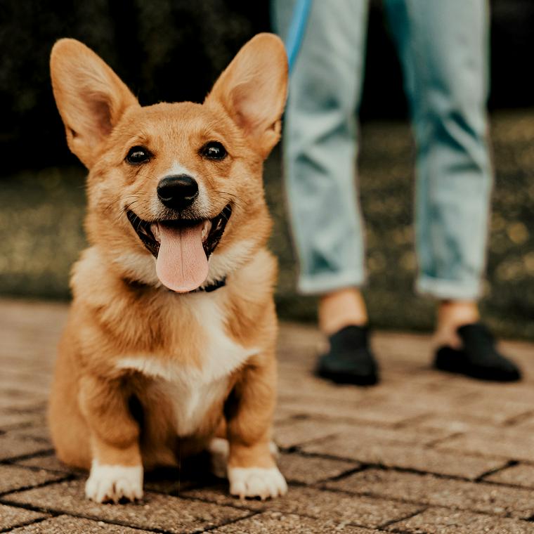 草の上で笑顔を見せる犬