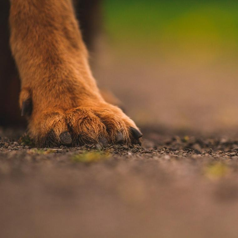 犬の足