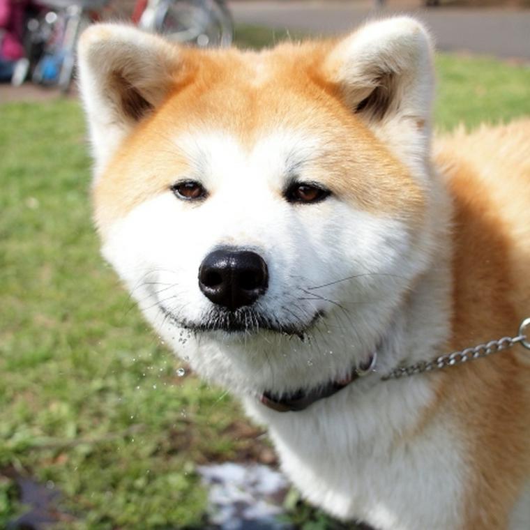 日本犬は6種類！天然記念物にもなっているそれぞれの性格や特徴を紹介