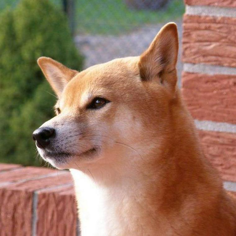 天然記念物の日本犬は6種類 それぞれの毛色や性格 特徴などを紹介 ペトコト