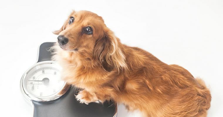 シニア犬（老犬）のダイエットに最適なドッグフードや運動方法を紹介します。