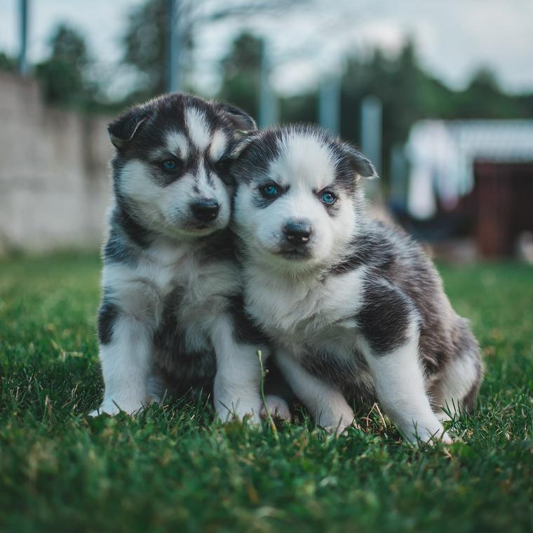 仲良しなハスキーの子犬