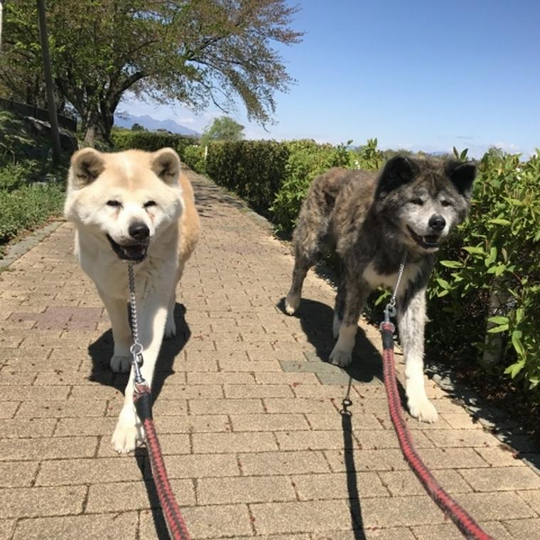 仲良く散歩する秋田犬