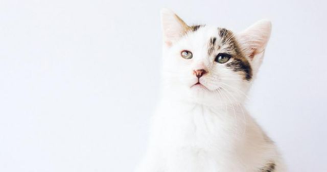 猫は避妊・去勢すべき？手術の時期や方法などを獣医師が解説