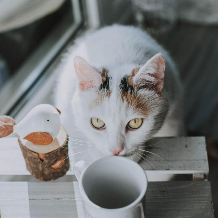 お茶に興味ある猫