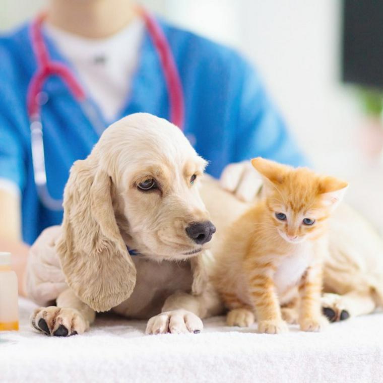 獣医さんと犬と猫