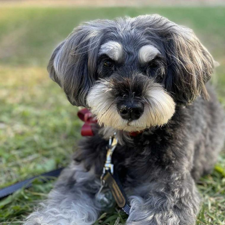 佐藤先生の愛犬まりも