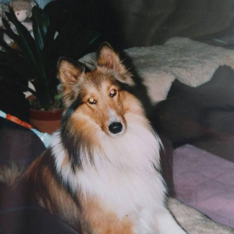 佐藤先生の愛犬ラッキー
