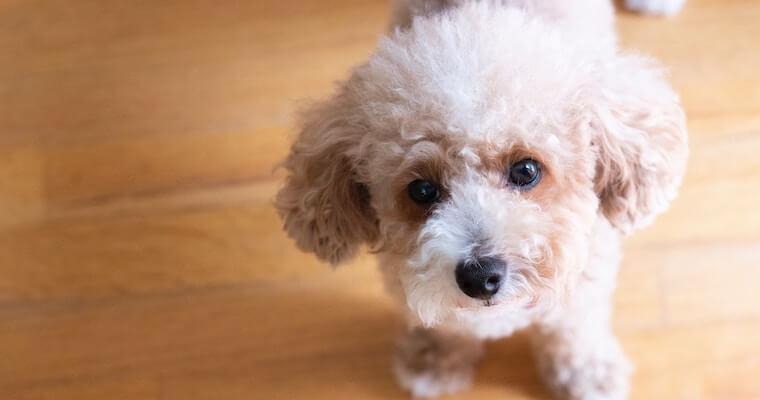 犬の中耳炎｜症状・原因・治療法・予防法などを獣医師が解説