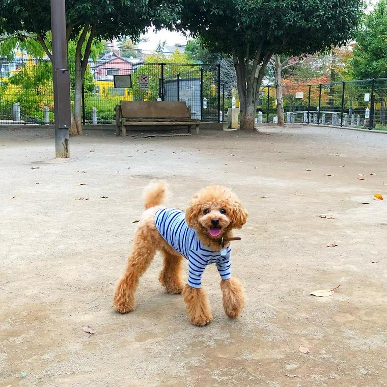 落合公園ドッグラン