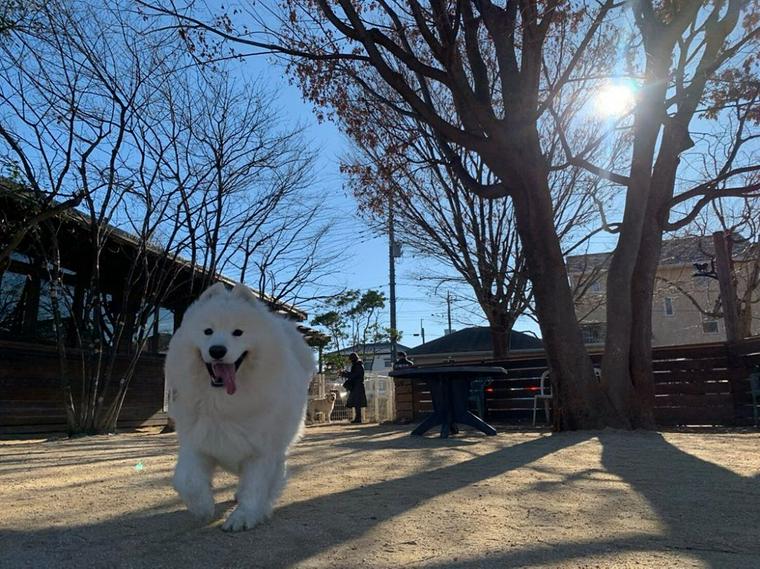 穂高ドッグラン