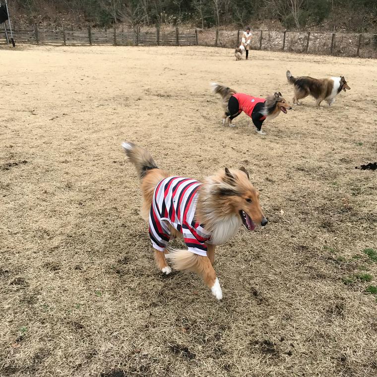 ドッグランfundogs
