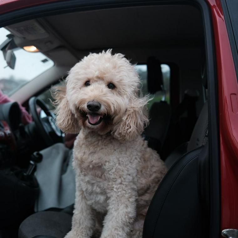車に乗っている犬