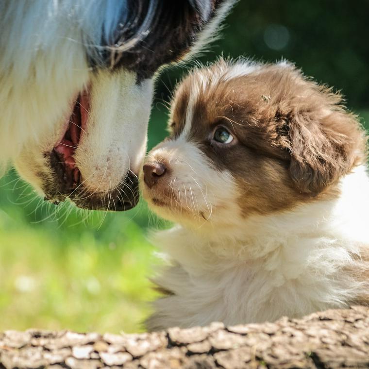 母犬と子犬