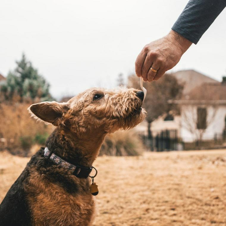 何かを食べる犬