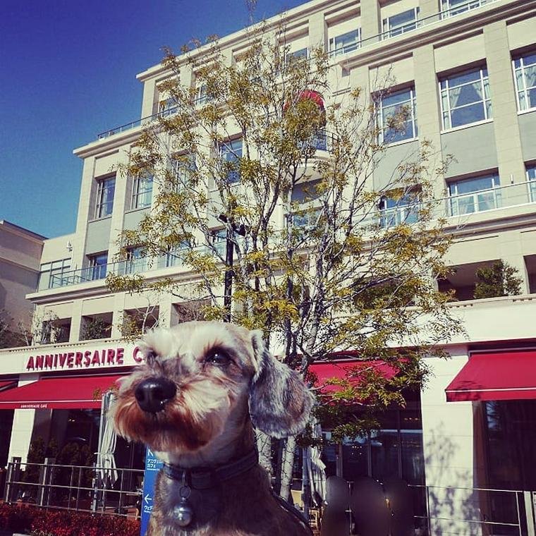 神奈川県の愛犬と行けるドッグカフェ レストラン15選 駐車場の有無や犬用メニューなど紹介 ペトコト