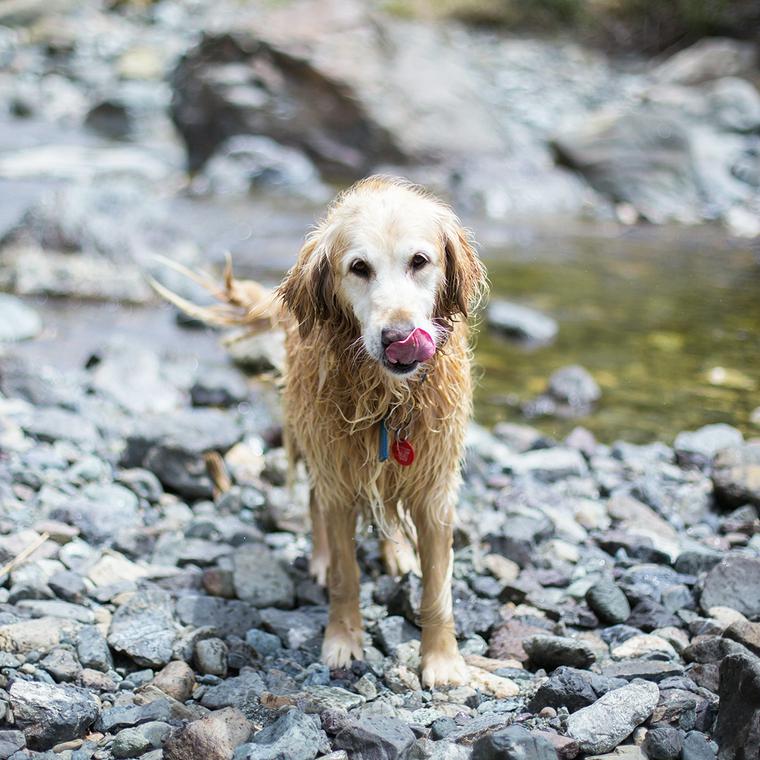 愛犬と川遊び 注意点や持ち物 関東を中心に川遊びスポットを紹介 ペトコト