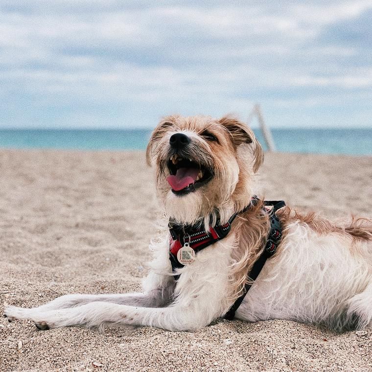 海で休む犬