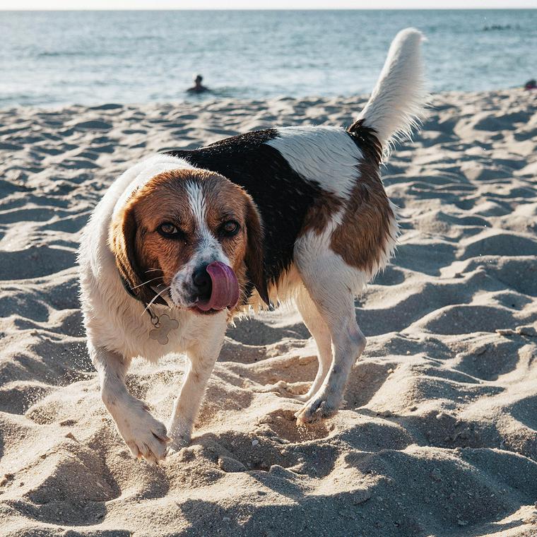 海で遊ぶ犬