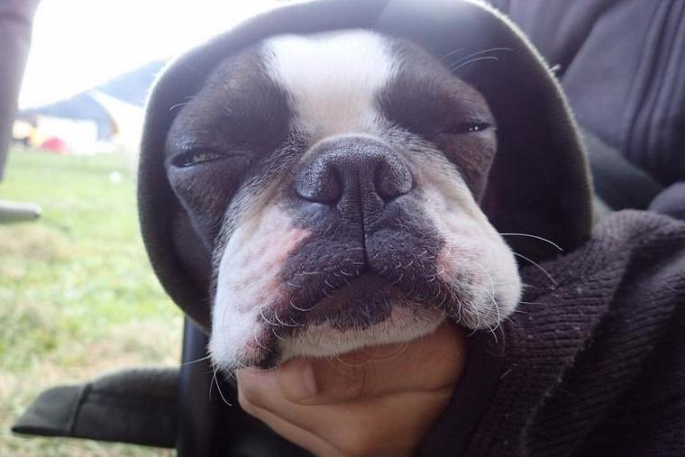 グランピング施設でくつろぐ犬
