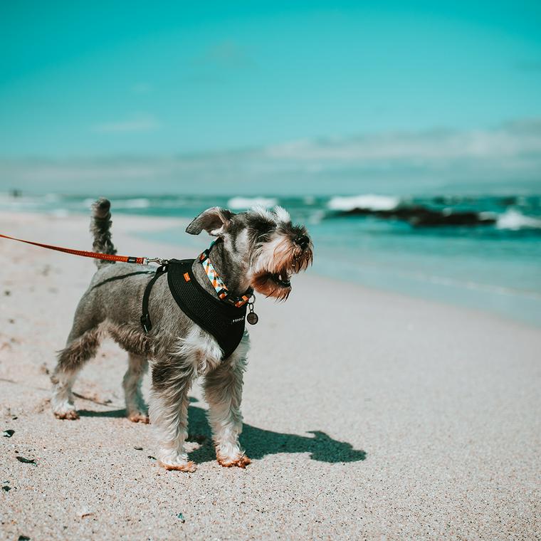愛犬と海辺 | ethicsinsports.ch