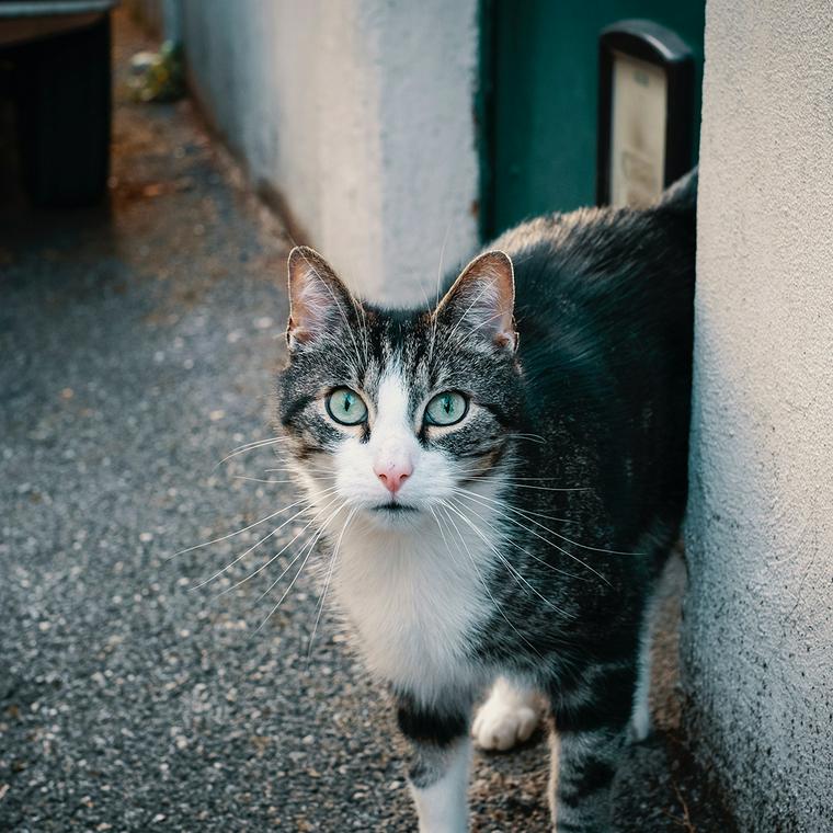 こちらを見る野良猫