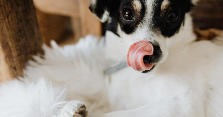 犬の誤飲｜食べてはいけないもの・症状・応急処置を解説