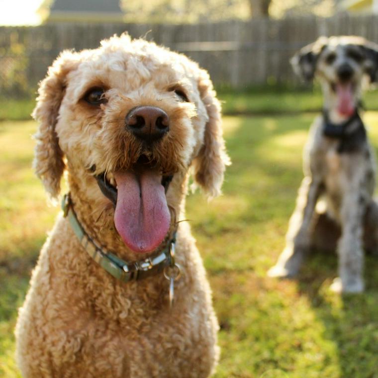 ドッグランにいる犬たち