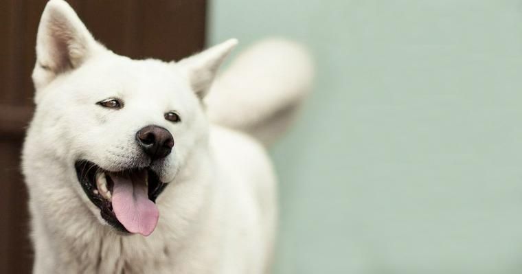 【トレーナー・獣医師監修】北海道犬（アイヌ犬）ってどんな犬？性格・特徴・育て方・迎え方